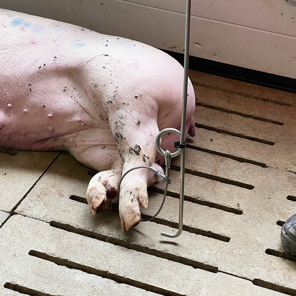 Meier-Brakenberg 斃死豬搬運拖車