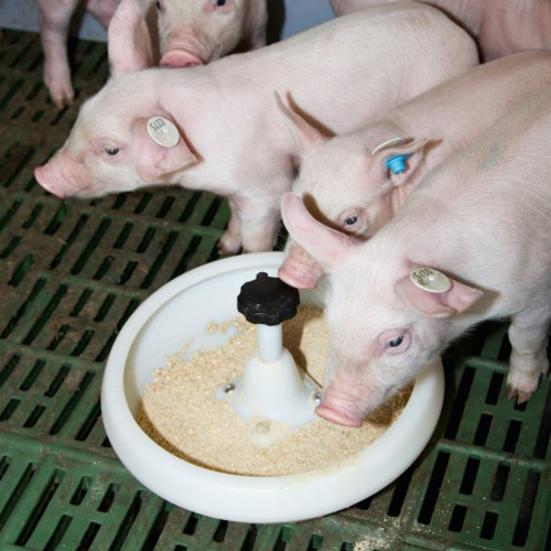 Kerbl 仔豬餵食盤塑料